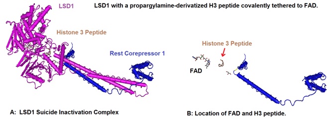 Structural basis of histone demethylation by LSD1
